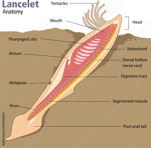 illustration of lancelet anatomy