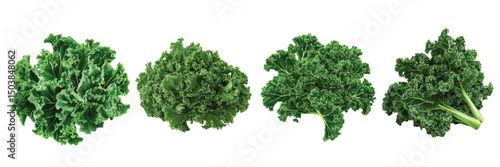 Assorted varieties of fresh kale displayed on a white background showcasing different textures and leaf shapes