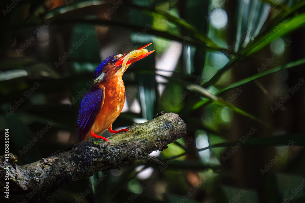 Obraz premium Blue-eared kingfisher with prey on the branch