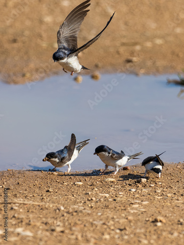 Common house martin, Delichon urbicum, collecting mud to make or repair nests, Anna, Spain
