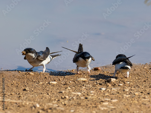 Common house martin, Delichon urbicum, collecting mud to make or repair nests, Anna, Spain
