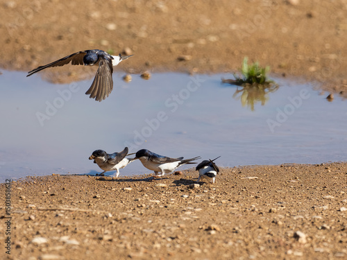 Common house martin, Delichon urbicum, collecting mud to make or repair nests, Anna, Spain