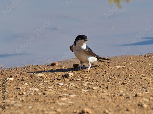 Common house martin, Delichon urbicum, collecting mud to make or repair nests, Anna, Spain
