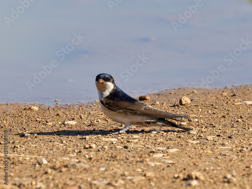 Common house martin, Delichon urbicum, collecting mud to make or repair nests, Anna, Spain