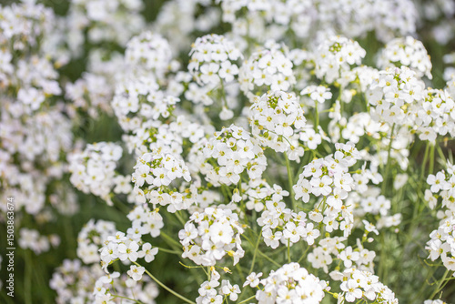 Fotografía Group of mayflower blossoms (Cardamine pratensis).