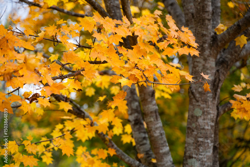 秋に染まる黄色いもみじの葉
Yellow autumn maple leaves in vibrant fall colors