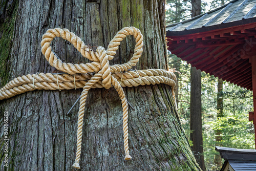 自然信仰と日本の心
Sacred tree wrapped in shimenawa rope at Japanese shrine