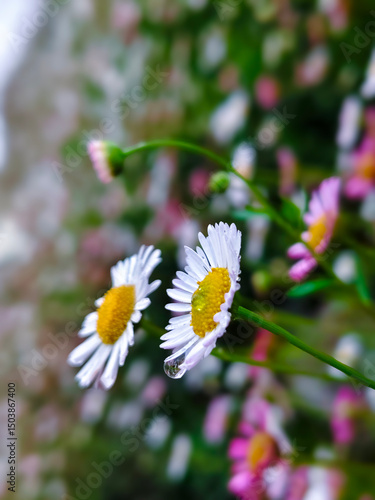 white daisy flower, Water drop falling from flower in the park, flower in the garden, bokeh of flower, flower wallpaper