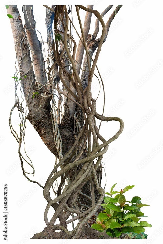 custom made wallpaper toronto digitalForest tree trunks with climbing vines twisted liana plant and green leaves isolated on white background, clipping path included.