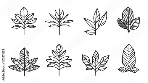 Catnip leaf herbal medicinal plant illustration