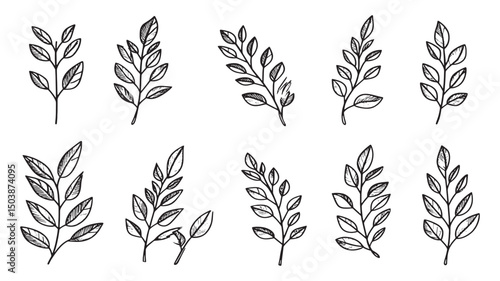Curry leaf natural culinary flavoring ingredient