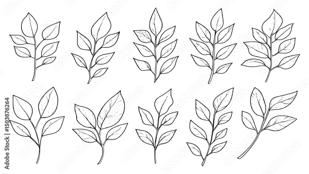 Fototapeta premium Curry leaf botanical herb line art