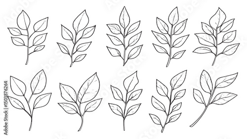Curry leaf botanical herb line art