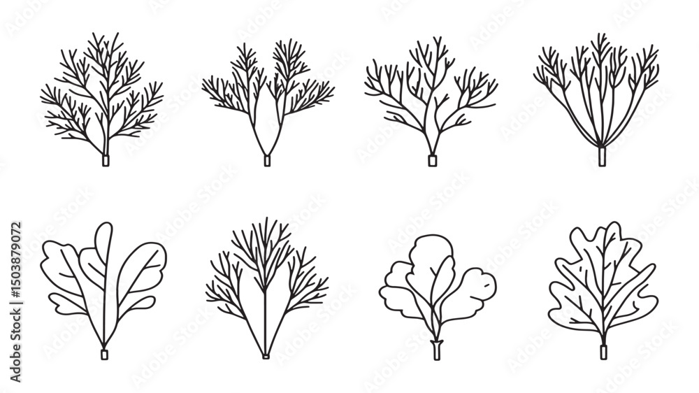 Fototapeta premium Fennel Leaf Simple Natural Plant Illustration