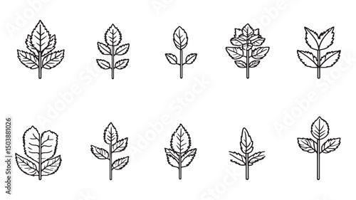 Lemon balm leaf fresh herbal design