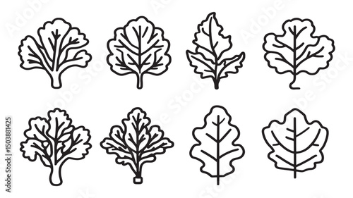 Fresh kale leaf botanical line drawing