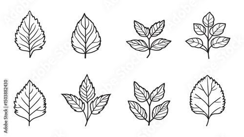 Lemon balm leaf natural green illustration