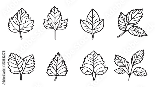 Clean lemon balm leaf vector design