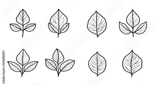 Malabar spinach leaf fresh garden vector
