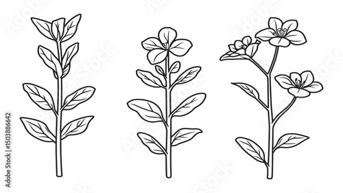 Purslane fresh green leaf natural sketch