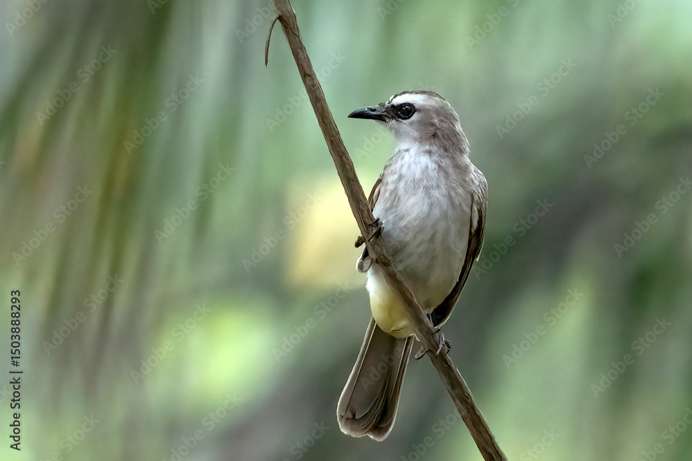 Naklejka premium Yellow-vented Bulbul on a tree branch