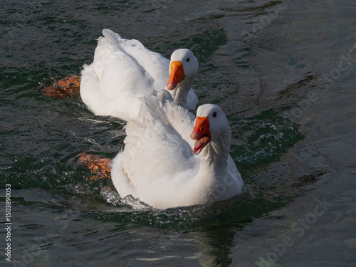 Oche che fanno il bagno vicino alla spiaggia