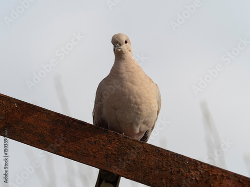 Ritratto di tortora sulla trave di un traliccio