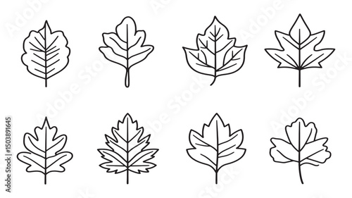Sycamore Leaf Elegant Line Art Design