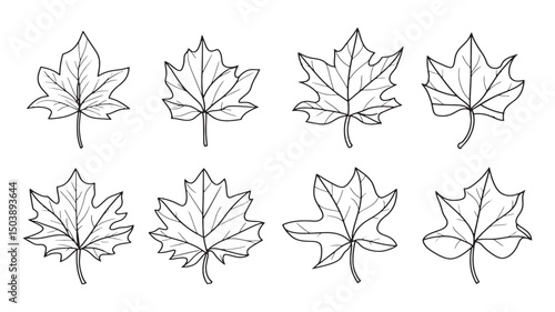 Sycamore Leaf Detailed Nature Line Drawing