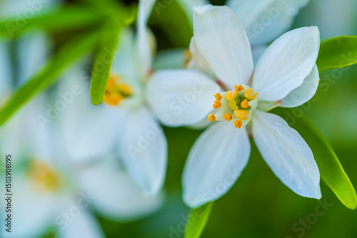 Beautiful white petaled flowers with golden centres surrounded by vibrant green foliage. Soft focus nature photography capturing delicate spring blooms in an outdoor environment