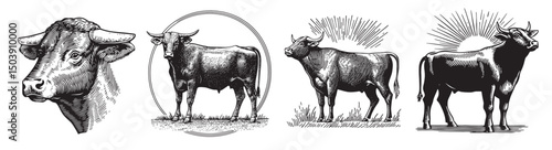 Vintage Illustrations of Cattle in Various Artistic Styles, vintage retro hipster logo design, vector illustration, engraving design