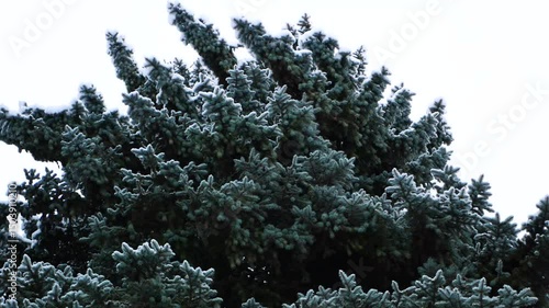 Snowstorm in the forest, winter landscape. Heavy snowfall in the city park. Winter landscape - a snow-covered park with beautiful trees, covered with hoarfrost