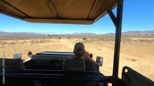 Ostriches walking around the wild in Cape Town, South Africa