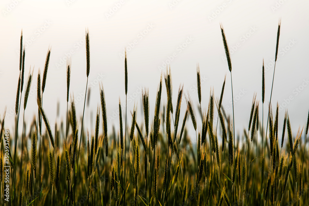Fototapeta premium view of the barley against the sky during sunrise