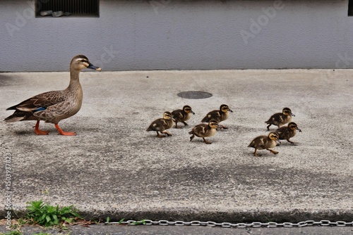 カルガモ親子のお引っ越し