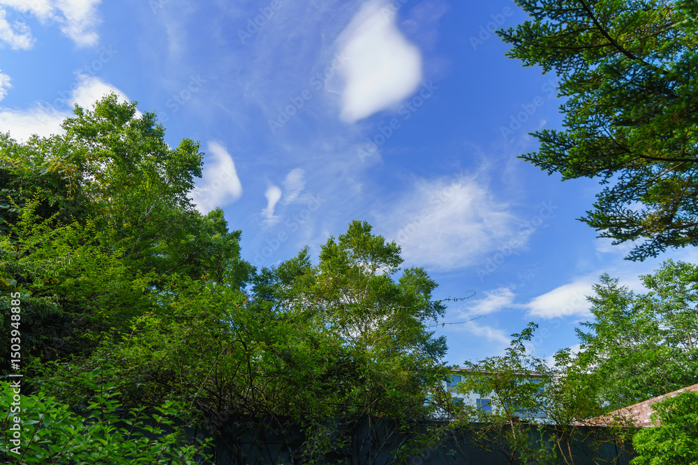 Obraz premium 夏空