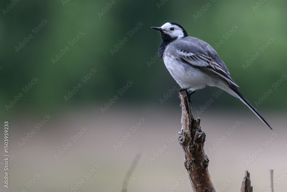 Obraz premium White Wagtail on the river