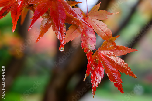 雨に濡れるモミジ