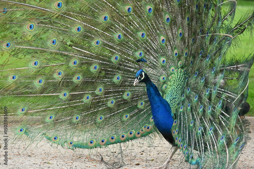 Obraz premium Wunderschöner Rad schlagender Pfau