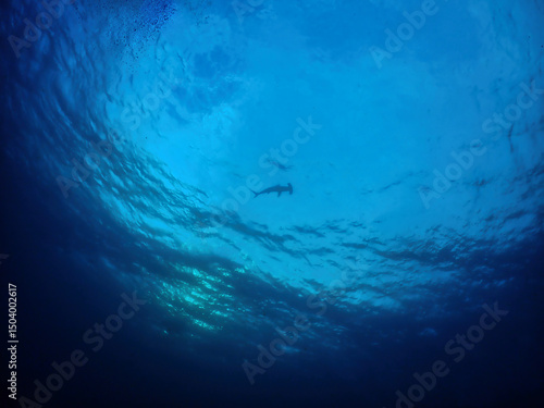 Hammerhead sharks in early morning in Izu Oshima