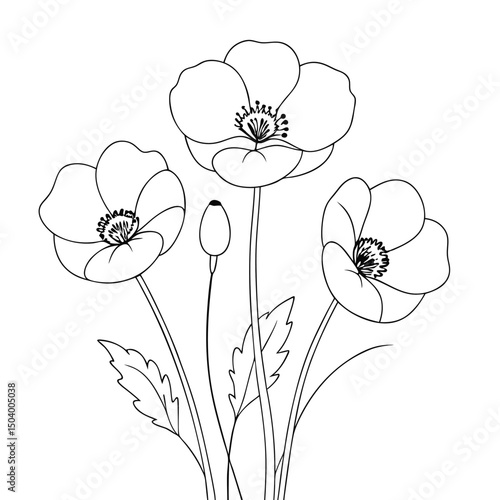 Line drawing shows three poppy flowers and one bud on white background