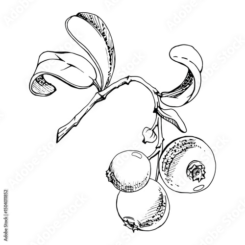 Lingonberry cranberry on branch with green leaves, ripe forest berry bearberry teaberry wintergreen cluster group, vector hand drawn in ink. Isolated botanical illustration, for farmers market menu