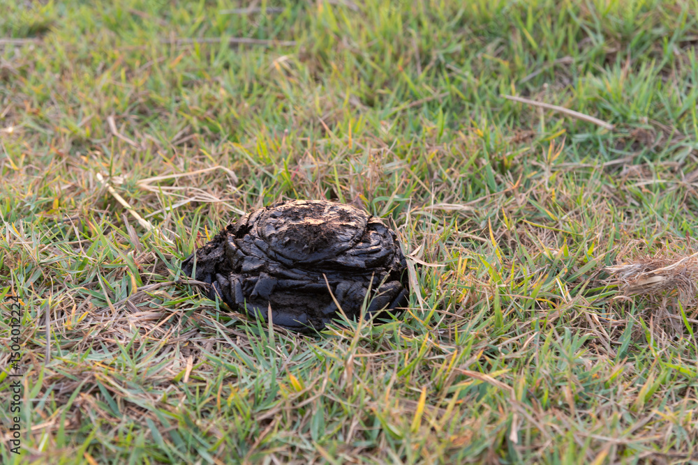 Fresh cow dung on the natural floor, bio-fertilizer from the cow dung.
Fresh cow dung on the natural floor, bio-fertilizer from the cow dung.