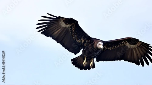 Wallpaper Mural Vulture glides between perches on thermal winds Torontodigital.ca