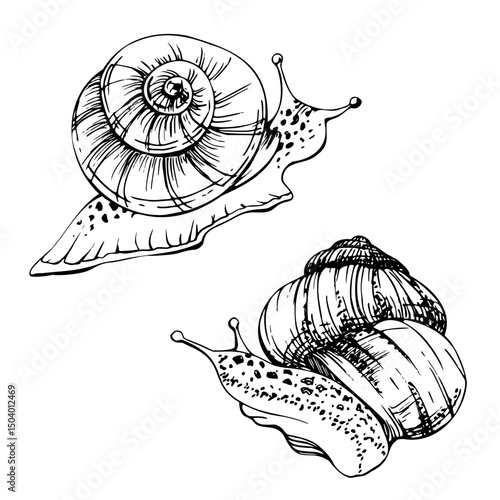 Snail shelled gastropod mollusc slug, slow moving animal. Single element isolated illustration hand drawn in vector ink. Nature educational posters, gardening guides calendars, cards labels print art