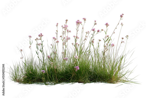 Fototapeta Naklejka Na Ścianę i Meble -  Meadow Grass with Wildflowers Isolated Background