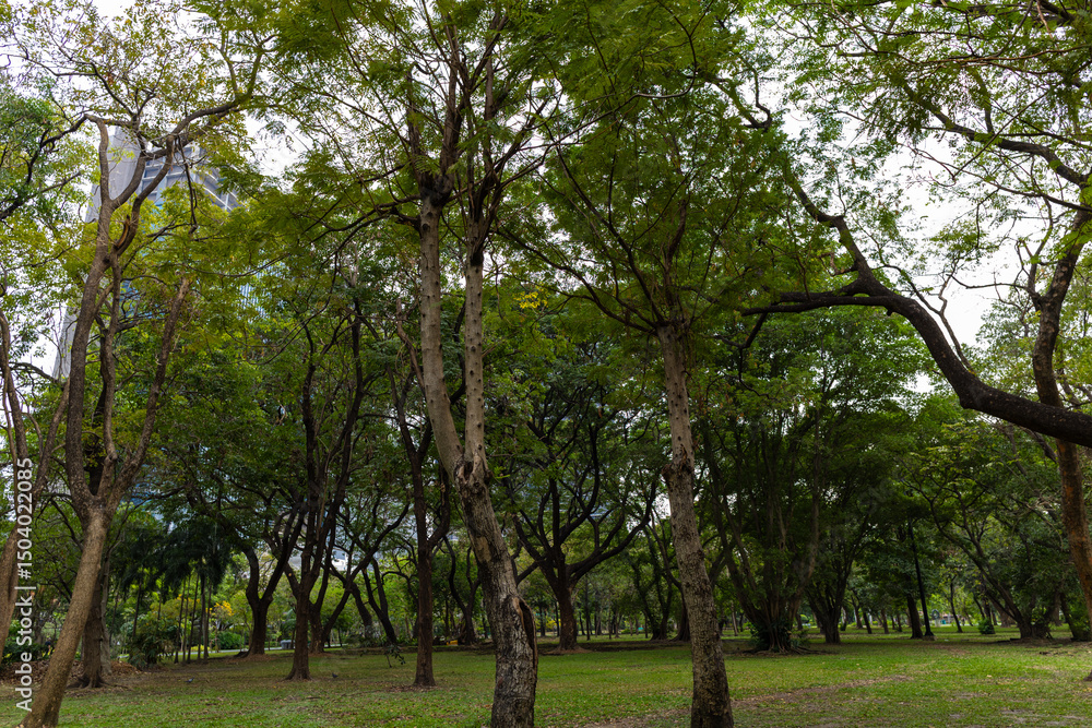 Fototapeta premium Green lawn city park forest evening sky with building