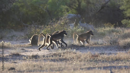  A large troop of chacma baboons in golden light