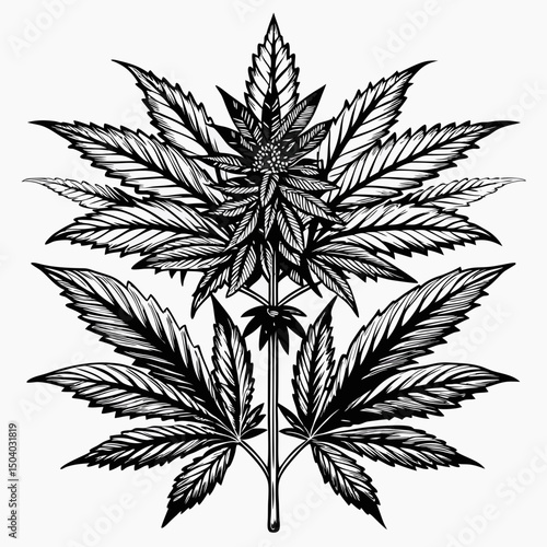 cannabis leaf vector illustration