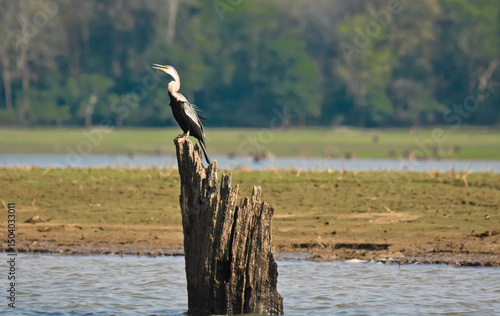 A single bird waiting to hunt
